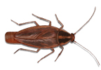 Image of a German Cockroach (Blattella germanica) | Rentokil Pest Control UK