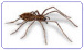 Common House Spider