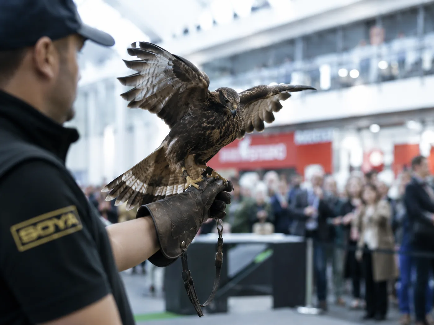 Biological bird control in an indoor environment — bird of prey with wings spread