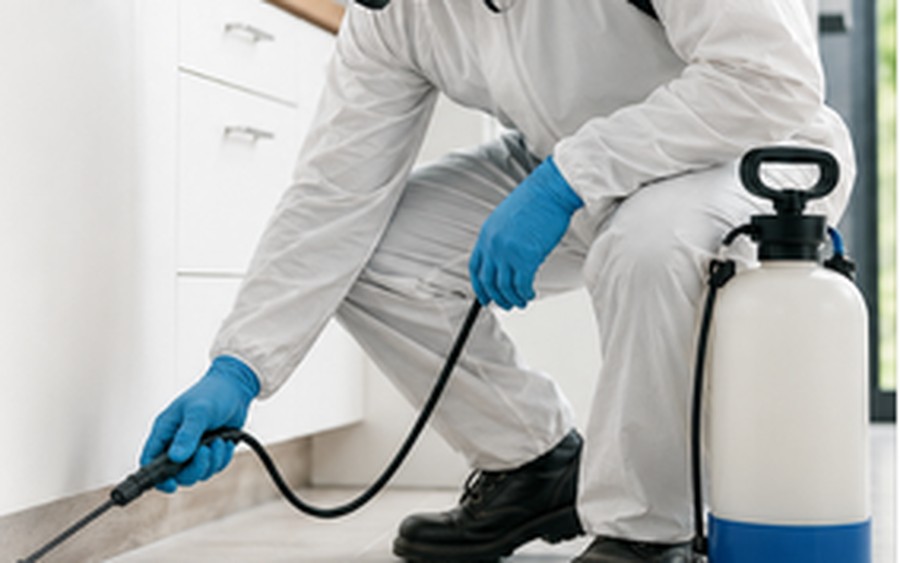 SOVA technician spraying skirting boards and floor joints — disinsection