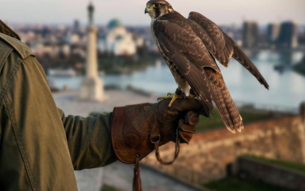 Falconer with a bird of prey above Belgrade — biological bird control